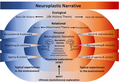 Introducing the Neuroplastic Narrative: a non-pathologizing biological foundation for trauma-informed and adverse childhood experience aware approaches